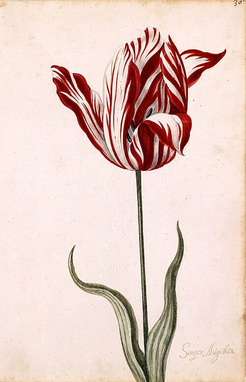 tulipe krach